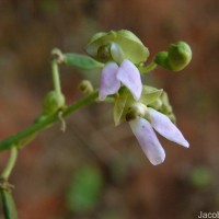 Phaseolus lunatus L.